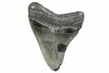 Fossil Megalodon Tooth - South Carolina #284259-1